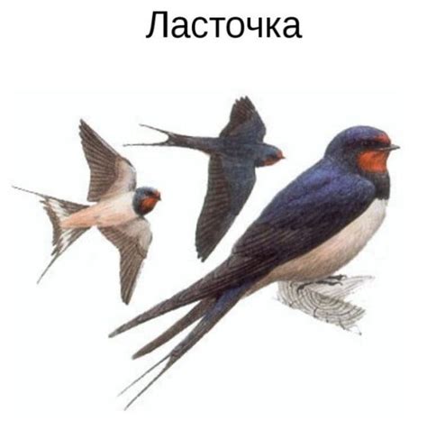 Ласточка картинка для детей в школе и в детском саду.