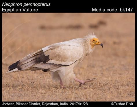 Neophron | Birds