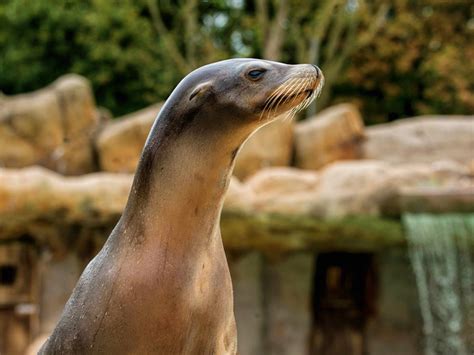 Californian Sea Lion | Blackpool Zoo