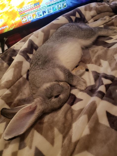He looks like a stuffed animal! : r/Rabbits