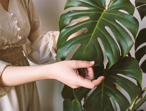 5 Big Leaf Plants That Will Stand Out in Your Home - Backyard Boss