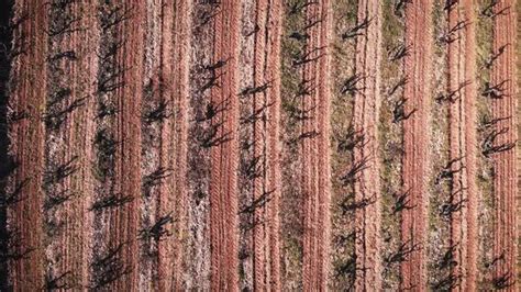 Top view of vineyards trees growing in rows. Vineyards in Spain, Calpe