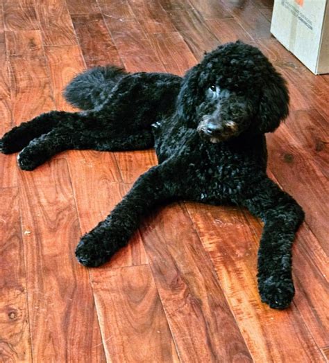 [OC] Before and after bath. Never seen her not poofy/ shaggy. She’s so ...