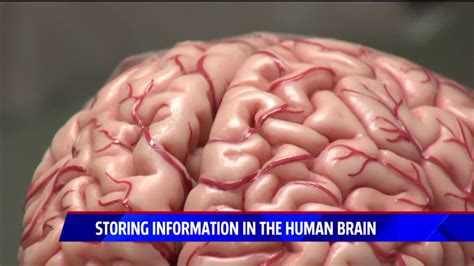 storing information   brain youtube