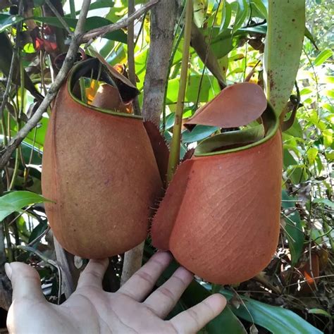 Nepenthes bicalcarata: Carnivorous Beauty and Cultivation