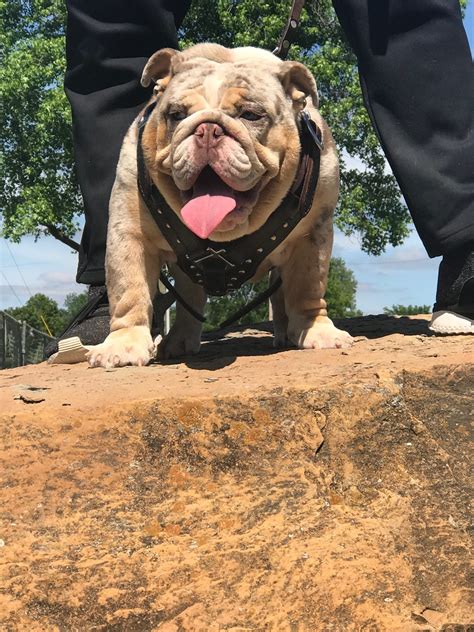 Adult Bulldogs - Planet Merle English Bulldogs - Home of the Fully