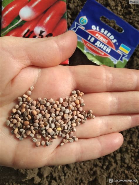 Семена редиса "18 дней"ТМ Gl seeds - «Была, но позже » | отзывы