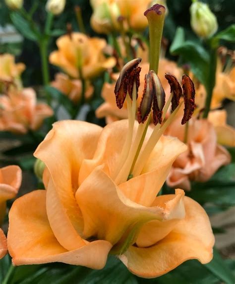 Asiatic Lily Apricot Fudge in 2020 | Asiatic lilies, Lily, Light fragrance