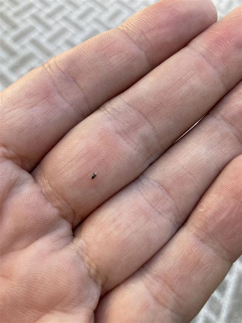 Does anybody know what these tiny biting insects are? They appeared in