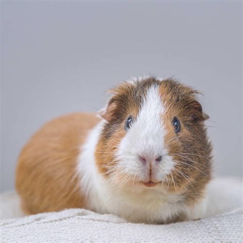 how to guinea pig dirty without vet 9