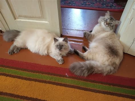 Замітки котик