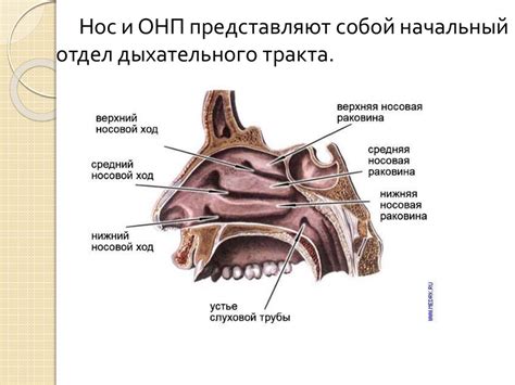 Полипозный риносинусит - презентация онлайн