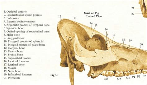 Pig Skeletal Anatomy Poster