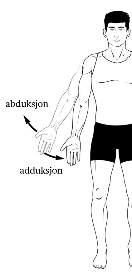 adduksjon – anatomi – Store medisinske leksikon