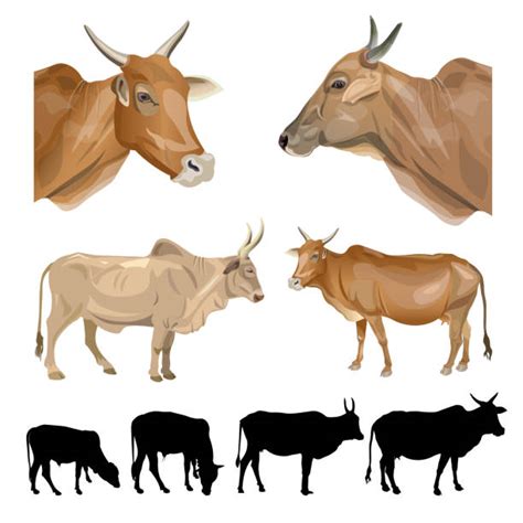 Zebu Cattle Illustrations, Royalty-Free Vector Graphics & Clip Art - iStock