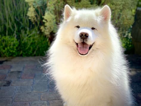 How Much Does a Samoyed Shed? Vet-Verified Facts & Tips – Dogster