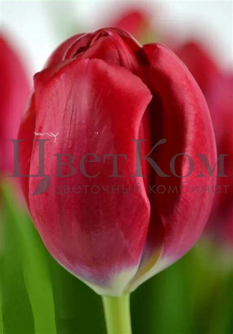 Тюльпан Ред Пауер Tulipa Red Power оптом: купить в Москве от ...