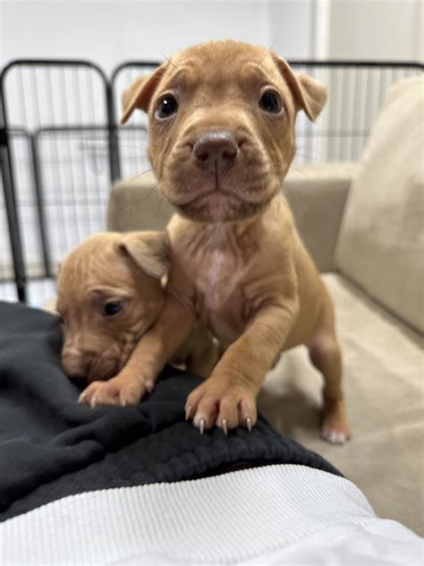 Staffy puppies training tips will save your living room 37