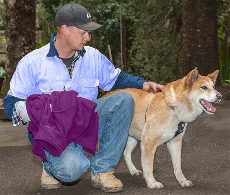 Visitor Information and Guide to the Koala Park Sanctuary 6