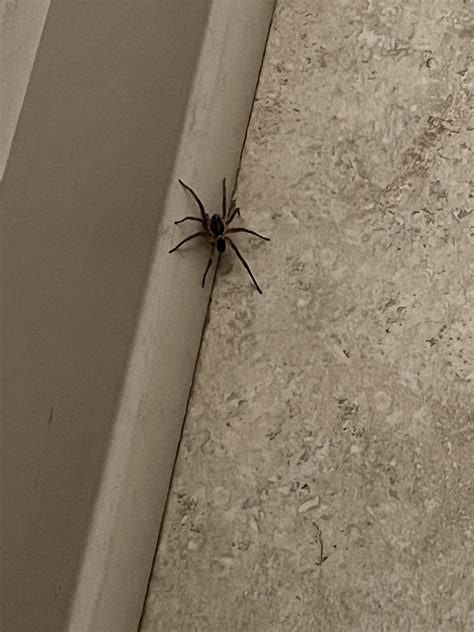 Unidentified spider in Montgomery, Alabama United States
