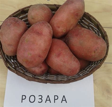 Семенной картофель Розара сорт 1 (РС-1) купить в Смоленске
