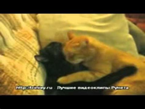 wap sasisa ru Koty 3575603 - YouTube