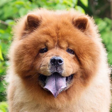 Personalidade Do Chow Chow - História do Chow Chow, Personalidade e Origem da Raça – Mundo Ecologia