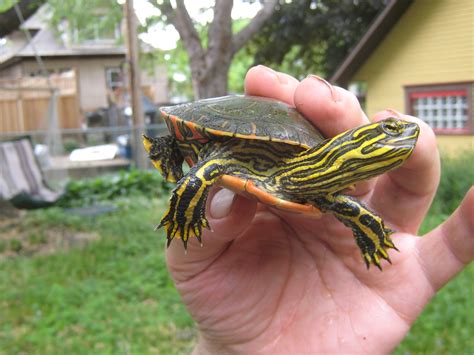 Bucky the Turtle