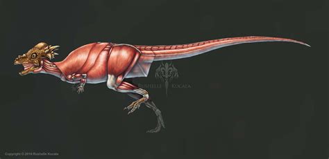 Pachycephalosaurus Wyomingensis Skeleton Study by TheDragonofDoom on ...