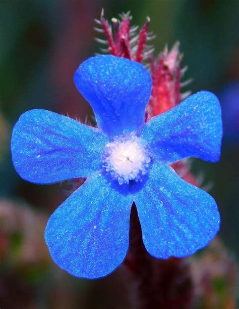 anchusa pictures
