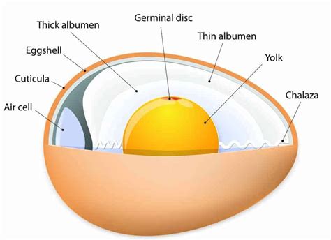 Egg Diagram Egg Structure Anatomy Diagram Chart Names Stock