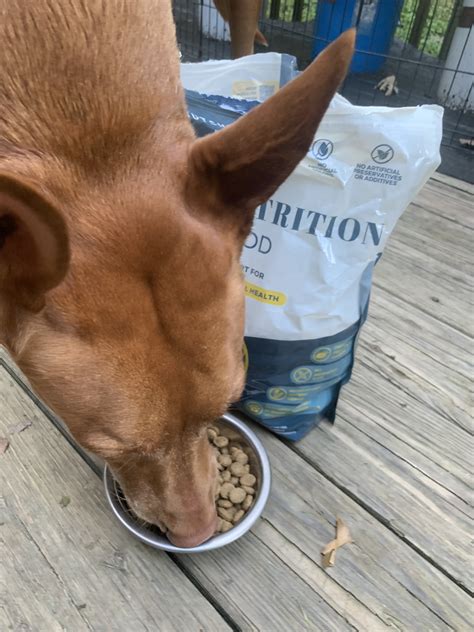 ButcherBox for Pets Dog Food Review: Premium Nutrition with a