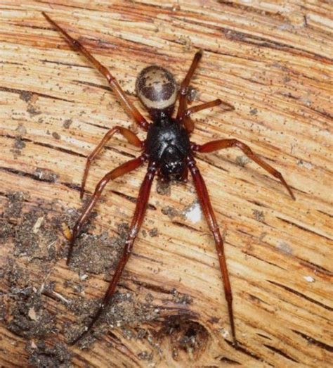 Dad Scarred For Life After Bite From Deadly Spider - Barnorama