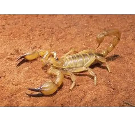 Scorpions Control Services in Dubai |Scorpion Exterminator