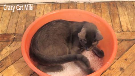 песок для котов | Кот, Песок