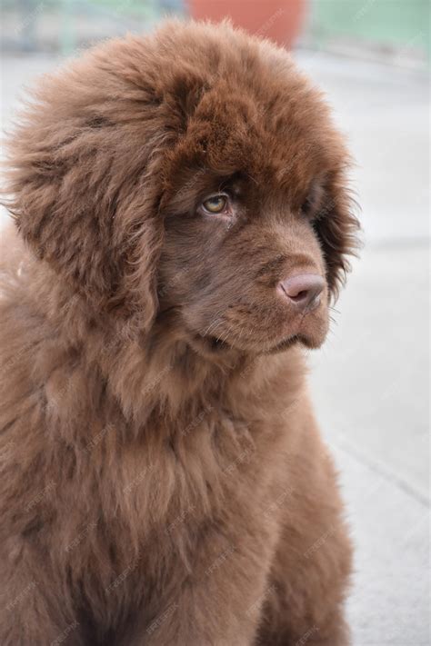 How Much Does A Newfoundland Puppy Cost