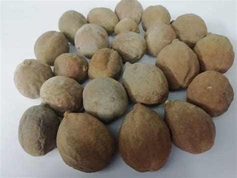 dry baheda fruit  rs kg herbal fruits  shivpuri id