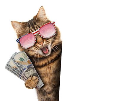 Royalty Free Cat Money Pictures, Images and Stock Photos - iStock