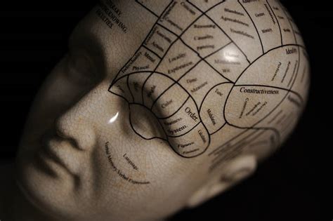 Phrenology Head Stock Photos, Pictures & Royalty-Free Images - iStock