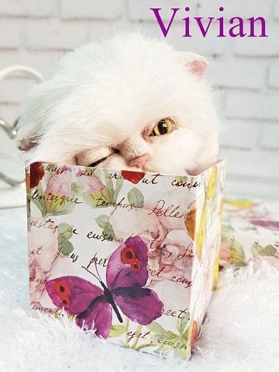 Kitten Vivian by Tatiana Gorbacheva | Tedsby