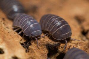 wondrous woodlouse facts fact animal