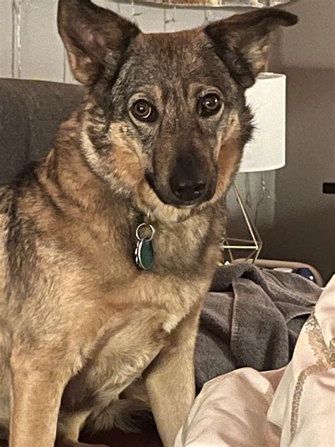 Why is my dog so depressed : r/DefectiveNutt