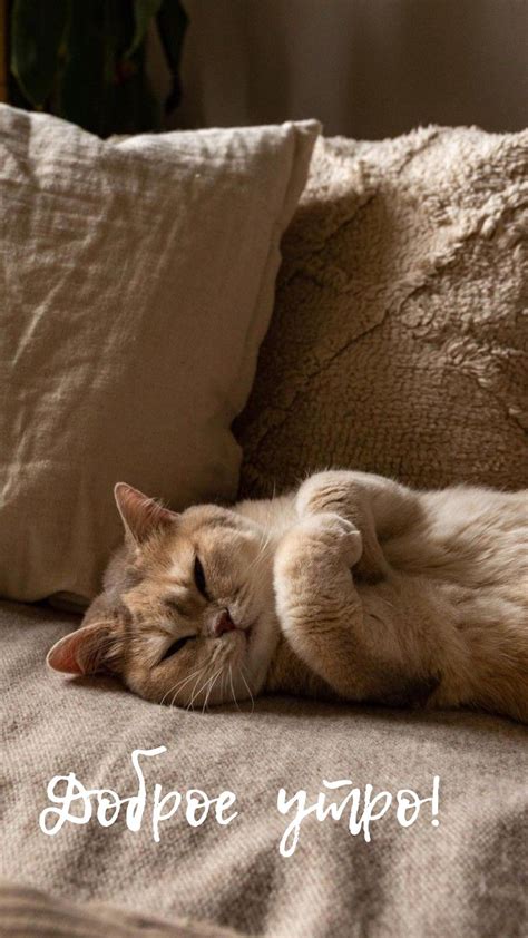 Уют. Кот Kittens Cutest, Cats And Kittens, Nature Animals, Animals And ...