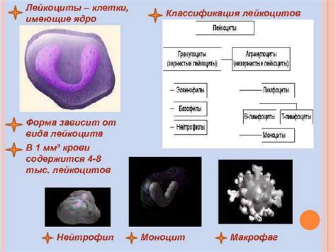 ЭРИТРОЦИТЫ ЛЕЙКОЦИТЫ ТРОМБОЦИТЫ регуляторная транспортная