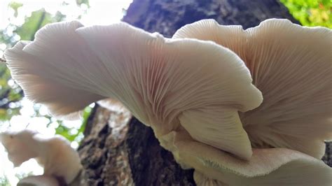 Вёшенка лёгочная (Pleurotus pulmonarius) фото и описание