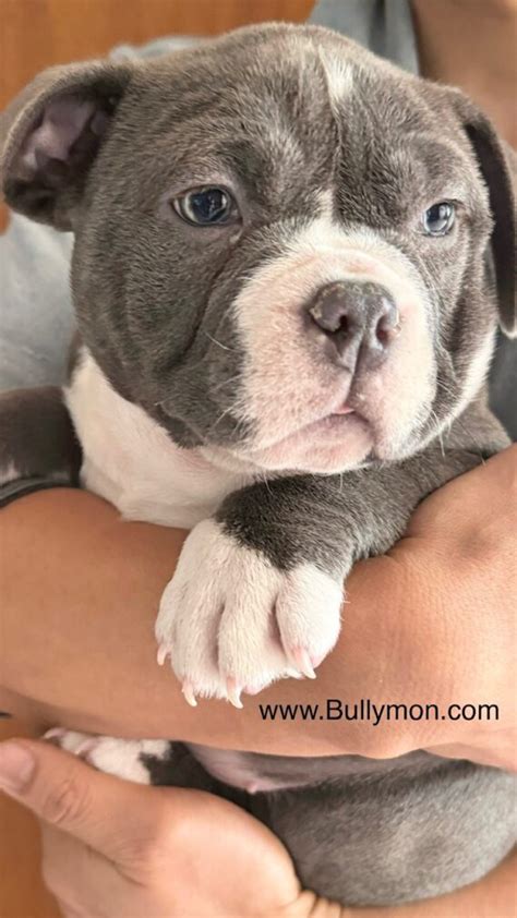 Mini Bully Blue female puppy – SOLD - Bullymon | Mini Exotic and Pocket ...