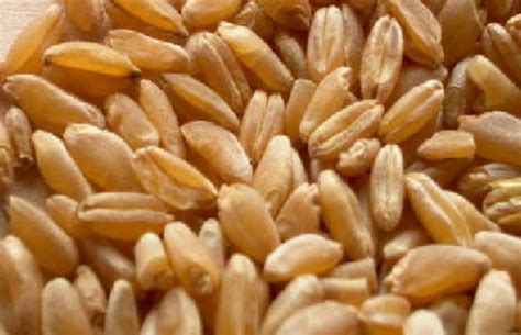 Durum Wheat at best price in Navi Mumbai by seas | ID: 15947188997