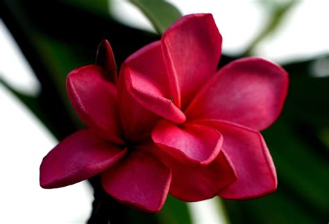 Plumerias Flowers Frangipanis Pink - Free photo on Pixabay - Pixabay