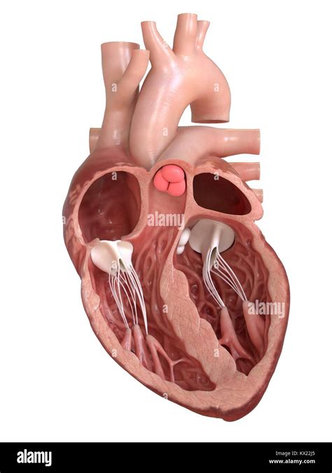 Heart cross section Cut Out Stock Images & Pictures - Alamy