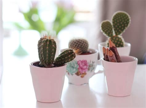 10 Succulent Garden Ideas For Small Spaces